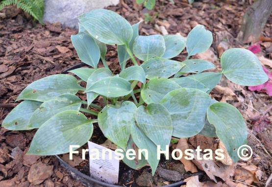 Hosta Blue Heaven